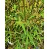 Bamb� Bambusa textilis 'Gracilis'
