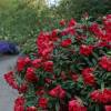 Rododendro rojo 'Elisabeth'