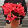 Rododendro rojo 'Elisabeth'