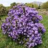 Rododendro morado 'Penheale Blue'