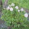 Rododendro blanco 'Calsap'