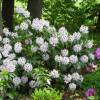 Rododendro blanco 'Calsap'