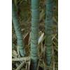 Bambú Phyllostachys aurea