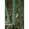 Bamb Phyllostachys aurea