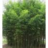 Bamb Phyllostachys aurea