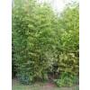 Bamb Phyllostachys aurea