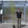 Bamb Phyllostachys aurea