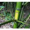 Bambú Phyllostachys aurea F I