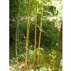 Bamb Phyllostachys aurea H