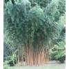 Bamb Phyllostachys aurea H