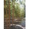 Bamb Phyllostachys aurea H