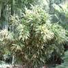 Bambú Indocalamus latifolius