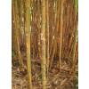 Bamb Phyllostachys aurea Koi