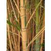 Bamb Phyllostachys aurea Koi