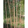 Bambú Phyllostachys aurea Koi
