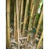 Bambú Phyllostachys aurea Koi