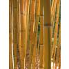 Bamb Phyllostachys aureo. Spect