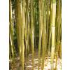 Bamb Phyllostachys aureo. Spect