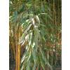 Bambú Phyllostachys aureo. Spect