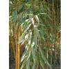 Bamb Phyllostachys aureo. Spect