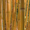 Bamb� Phyllostachys aureo. Spect