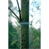 Bamb Phyllostachys b. Tanakae