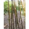 Bamb Phyllostachys nigra boryana