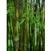 Bamb Phyllostachys nigra boryana