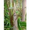 Bambú Phyllostachys nigra boryana