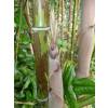 Bamb Phyllostachys nigra boryana