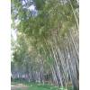 Bamb Phyllostachys nigra boryana