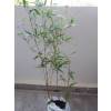 Bamb Phyllostachys nigra boryana