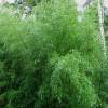 Bamb Phyllostachys nigra henonis