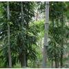 Bambú Phyllostachys nigra henonis
