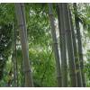 Bambú Phyllostachys nigra henonis