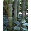 Bambú Phyllostachys viridis