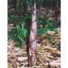 Bamb Phyllostachys decora