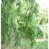 Bamb Phyllostachys decora