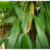 Bamb Phyllostachys decora