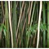 Bambú Phyllostachys decora