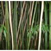 Bamb Phyllostachys decora