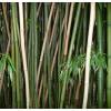 Bamb Phyllostachys decora