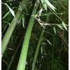 Bamb Phyllostachys decora