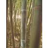 Bamb Phyllostachys glauca