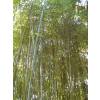 Bambú Phyllostachys glauca