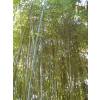 Bamb Phyllostachys glauca