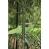 Bamb Phyllostachys glauca yunz