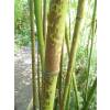 Bamb Phyllostachys glauca yunz