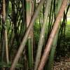 Bamb Phyllostachys glauca yunz