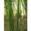 Bamb Phyllostachys Rubromarginata